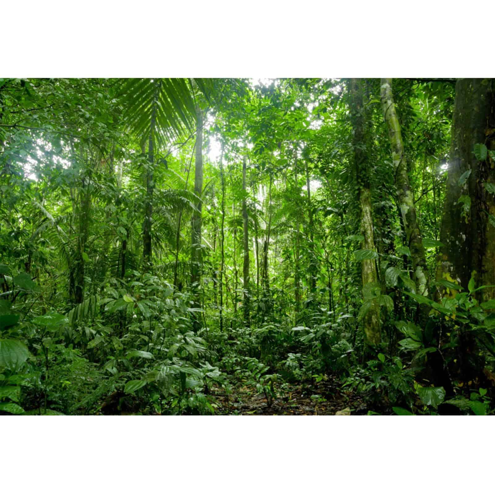 YongFoto 9x6ft Selva Bosque Árboles Telones de Fondo para